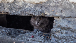 Опять кошкам житья нет