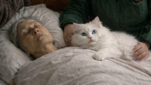 Кот Зайчик