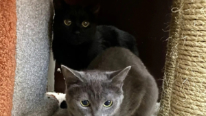 Котята в поисках нового дома