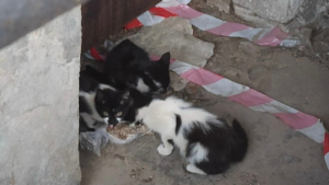 Котятам нужна помощь