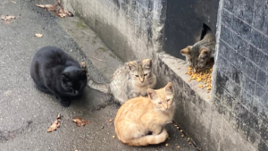 Четыре котёнка живут на улице