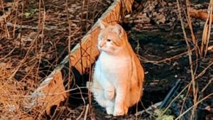 Молодой котик ищет дом